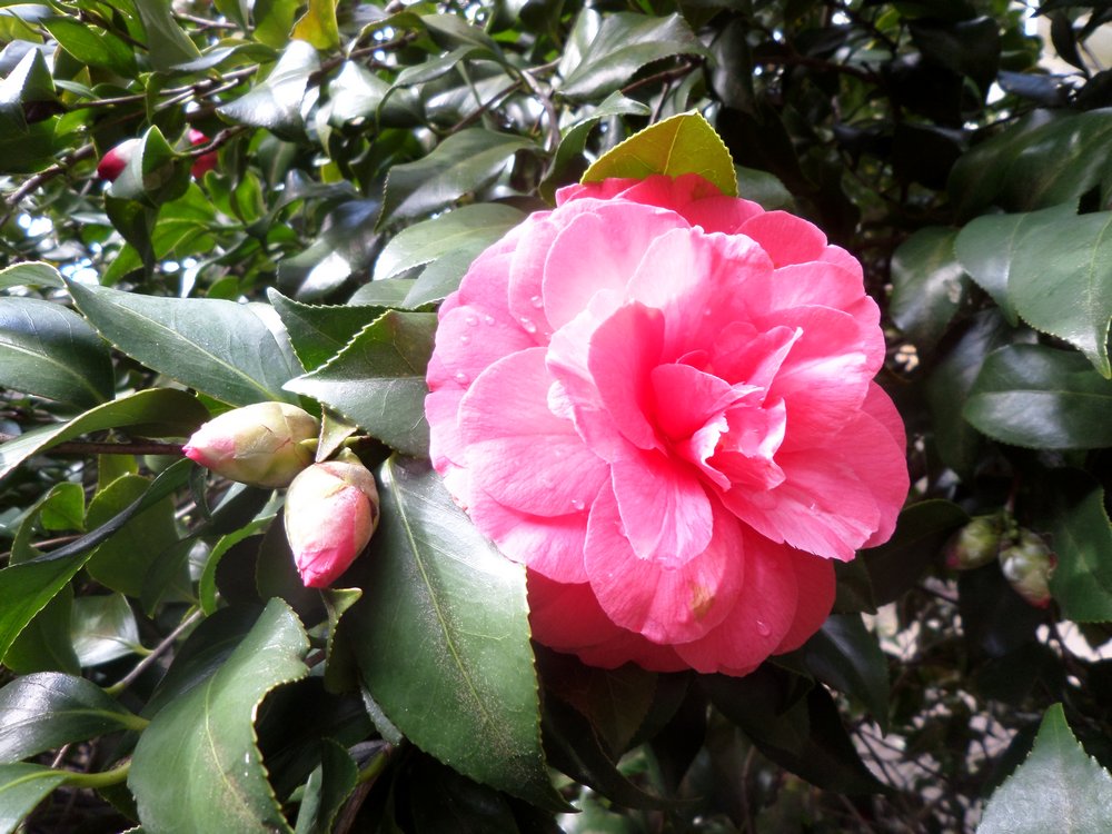 Camellia flower