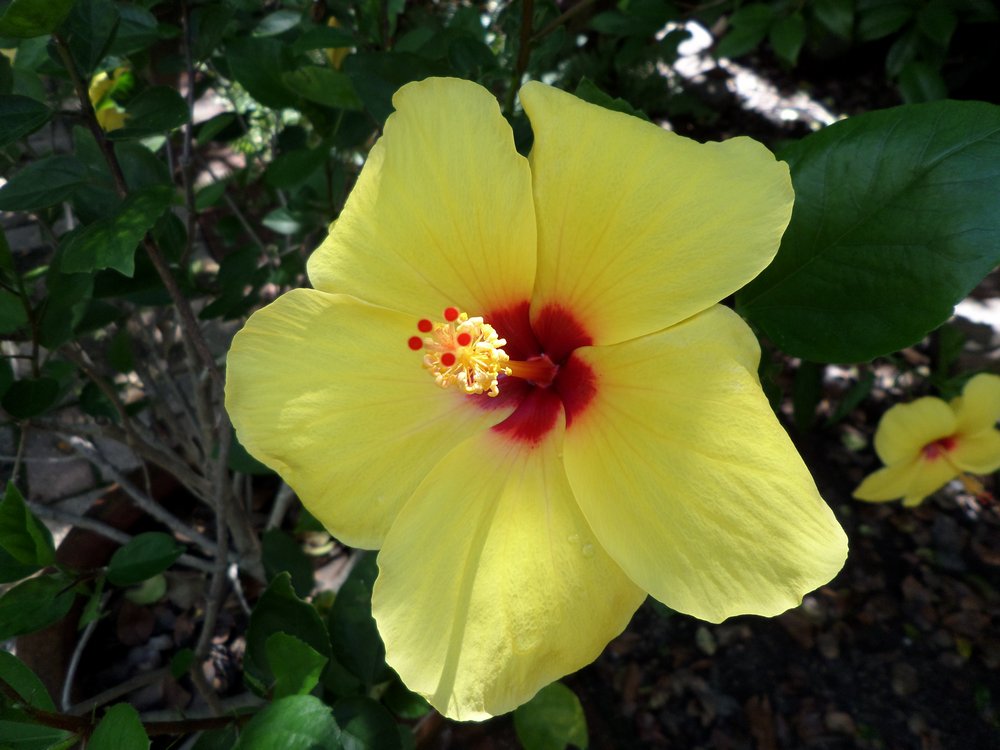 Hibiscus flower